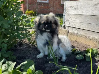 Tibetansk Spaniel hjerteven 