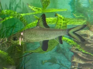 Fisk Balihaj 