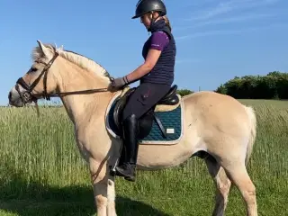 Luksus tur pony