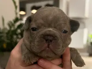 Fransk bulldog 