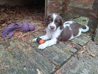 Springer spaniel hvalpe 
