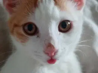 Sødeste han kat sælges💔