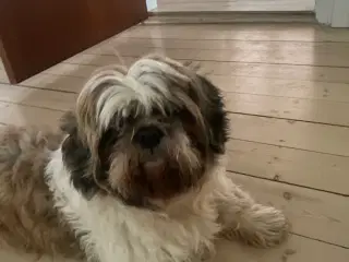Parring tilbydes ægte show tzu