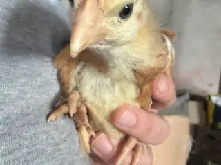 Varme fri new Hampshire 