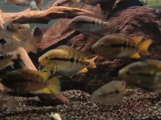 regnbue cichlider 