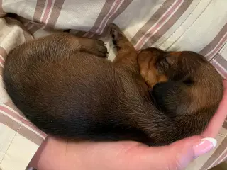 Langhåret dværg gravhund
