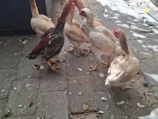 ko shamo hane