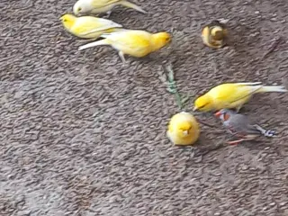 Kanariefugle i udendørs voliere