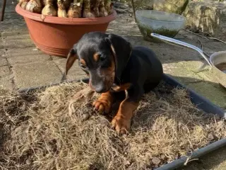 Korthåret sort gravhundehvalp, hanhund