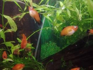 Orange/røde platy m sort hale