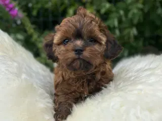 Shihpoo 