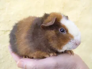 2 Teddy unger, halvbrødre