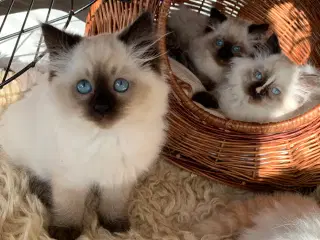 Ragdoll killinger. Skønne familievenner