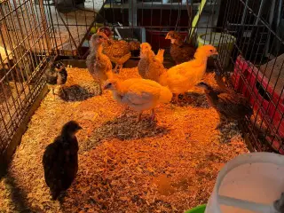 høns på cirka 1 måneder gamle til salg Zone Varde.