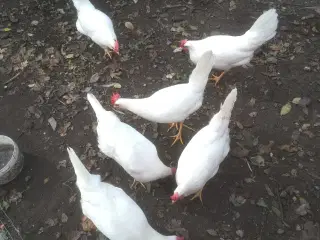 Rigtig god ægge lægger 