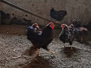 Dværghøns Wyandotter porcelæbsfarvet