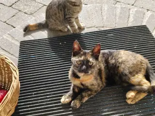 Kattkillinger gratis
