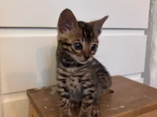 Fine Bengal killinger i forskellige farver 