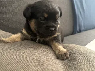 Griffon/chihuahua blanding