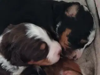 "Mini Berner Sennen"