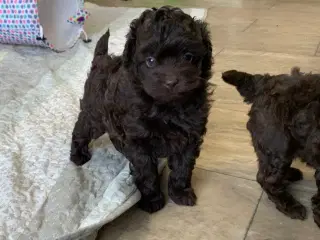 2 mini mørkebrune Shihpoo babyer 