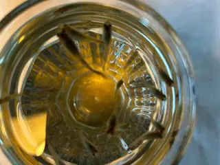 Guppy unger, 5stk.