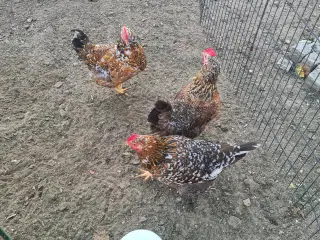 3stk skånske Blomsterhøns 