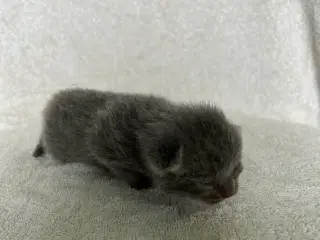 British shorthair killinger sælges