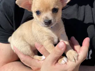 Chihuahua tæve korthåret