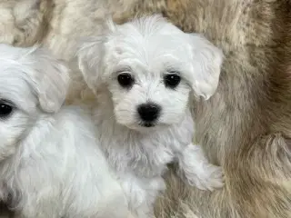 malteser/Bichon Bolognese Hanner