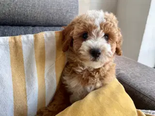 Maltipoo hvalpe