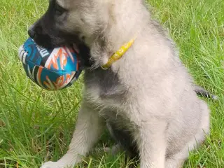 Husky blandninger