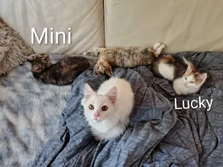 2 Smukke Main Coon Bla. 🐈