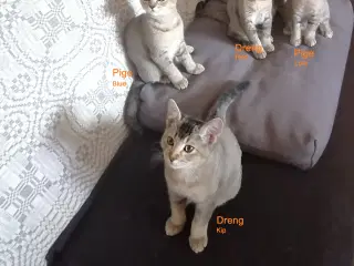 Killinger British shorthair/Russian Blue