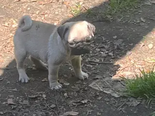 Mops hvalpe 