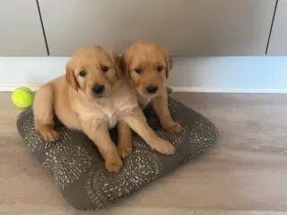 Golden Retriever hvalpe