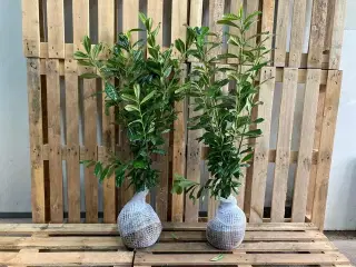 80 stk. Cherry laurel Prunus laurocerasus 'Novita' 80-100 cm.