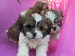 Hvalp Cavapo/ Thi tzu