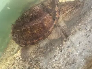 Sump skildpadde