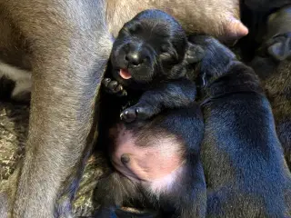 Engelsk Staffordshire bull terrier