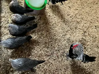 Mini dværghøns