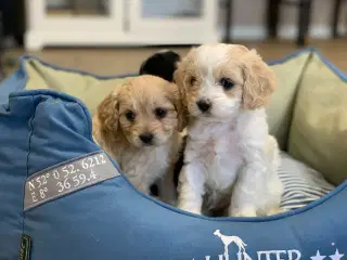 Skønne mini Maltipoo babyer 