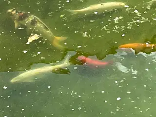 Fisk til havnebassin. Stør, koikarber,Sølvkarber.