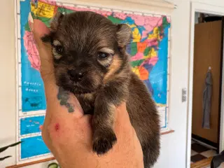 Pomchi hvalpe 