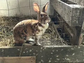 2 Rex hunkaniner
