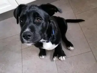 3 hundehvalpe sælges