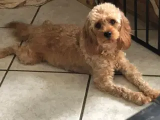 Cavapoo f2 kennel malekits