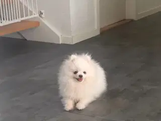 Mini Pomeranian 