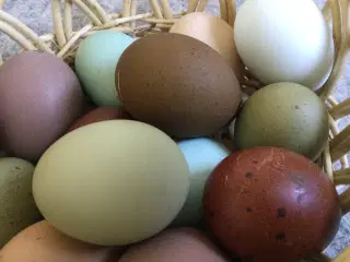 Rugeæg i farver