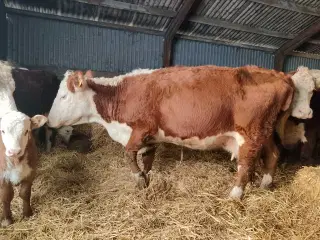 Hereford køer med kalv sælges